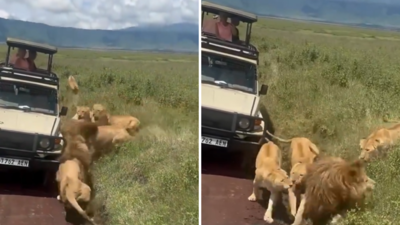 जंगल में शेर देखने के गए थे पर्यटक, शेरनियों ने उन्हें अपना गुस्सा दिखा दिया, खतरनाक वीडियो वायरल