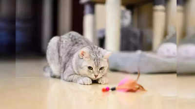 China Viral Cat: बिल्ली ने इंडक्शन कुकर के साथ किया ऐसा कारनामा, मालिक को 11 लाख रुपये का फटका लग गया