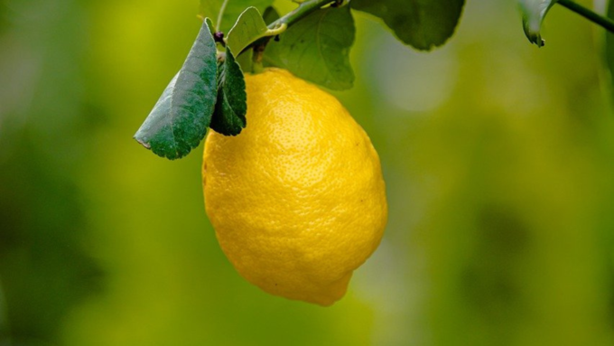 Lemon