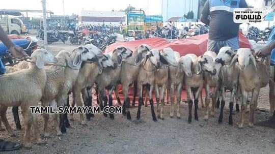 viralimalai goat market sales increase
