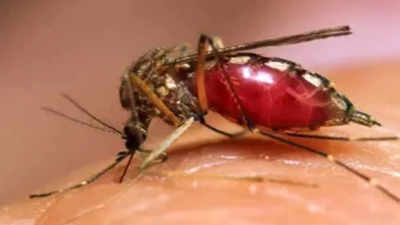 उत्तराखंड में डेंगू और चिकनगुनिया के खतरे को लेकर अलर्ट, सचिव स्वास्थ्य ने जारी की एडवाइजरी
