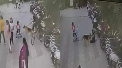 सोसायटी में साइकल चला रही थी बच्ची, जर्मन शेफर्ड डॉग ने हमला कर दिया... गाजियाबाद में CCTV में कैद हुई वारदात