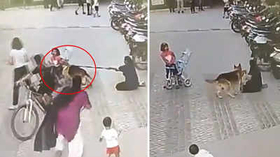 Dog Attack Video: बच्ची सोसाइटी में चला रही थी साइकिल, तभी पालतू जर्मन शेफर्ड ने कर दिया हमला, CCTV में कैद हुआ डराने वाला पल
