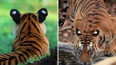 Tiger False Eyes: टाइगर के कानों के पीछे भी होती हैं आंखें, जिन्हें देखते ही खूंखार शिकारी भी हो जाते हैं बाघ से दूर