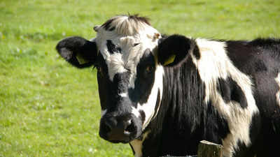 गायों में बर्ड फ्लू के प्रकोप देखते हुए ग्राउंड बीफ का परीक्षण करेगा अमेरिका, दुकानों से लिए जा रहे सैंपल