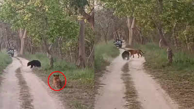 Tiger Ka Video: रास्ते से जा रहा था टाइगर, तभी सामने आ गया काला भालू, फिर बाघ ने जो किया उस पर यकीन नहीं होगा!
