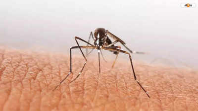 Malaria Update: ডেঙ্গি ছাপিয়ে ম্যালেরিয়ার বাড়বাড়ন্ত জলপাইগুড়িতে