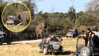 Jim Corbett Ka Video: जंगल में चारों तरफ सफारी जीप देखकर बौखलाया हाथी, गुस्से में पर्यटकों को यमराज दिखा दिए, वीडियो वायरल