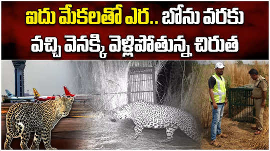set up 5 cages to capture roaming leopard in shamshabad airport