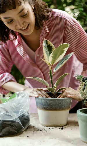 इंडोर पौधे जो कर सकते हैं आपके घर की हवा को शुद्ध