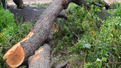 प्रयागराज में पेड़ों की कटाई के खिलाफ HC में याचिका, सरकार बोली- जितने पेड़ काट रहे, उसका 10 गुना लगाएंगे