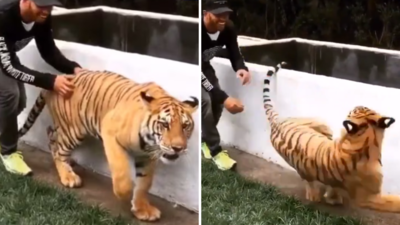 Human Tiger Friendship: टाइगर के साथ बंदे ने किया ऐसा खतरनाक प्रैंक, बाघ डरकर जमीन पर लेट गया, वीडियो वायरल