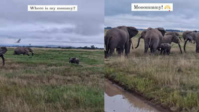 Baby Elephant Video: मां से बिछड़ गया तो दौड़-दौड़कर ढूंढने लगा नन्हा हाथी, मिलते ही कुछ ऐसा किया कि लोगों के चेहरे पर मुस्कान आ गई
