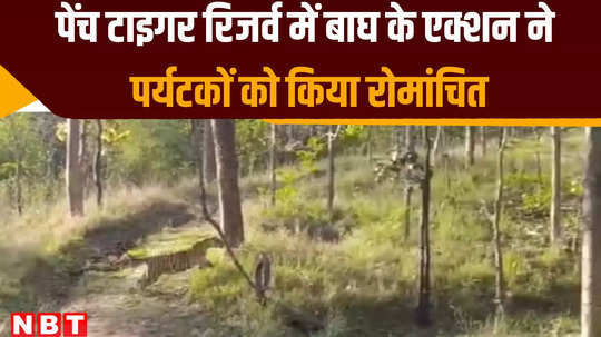 when tiger went after langur for hunt tourist got excited watch amazing video of seoni pench tiger reserve