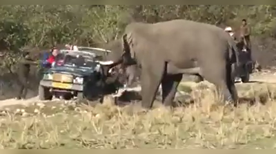 पिसाळलेल्या हत्तीचा पर्यटकांवर हल्ला, फोटो काढताना गाडीत घुसवले सुळे,  पुढे नको तेच घडलं