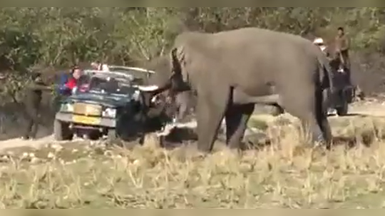 पिसाळलेल्या हत्तीचा पर्यटकांवर हल्ला, फोटो काढताना गाडीत घुसवले सुळे, पुढे नको तेच घडलं