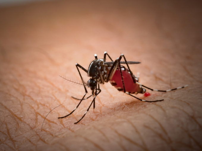 dengue mosquito aedes