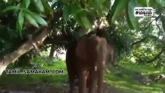 a wild elephant entered garden in tenkasi