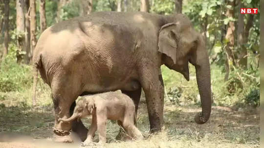 Panna Tiger Reserve: पन्ना टाइगर रिजर्व में आए दो नन्हे मेहमान, हथिनी कृष्ण कली और मोहन कली ने जन्मे बच्चे, मां-बच्चा दोनों स्वस्थ