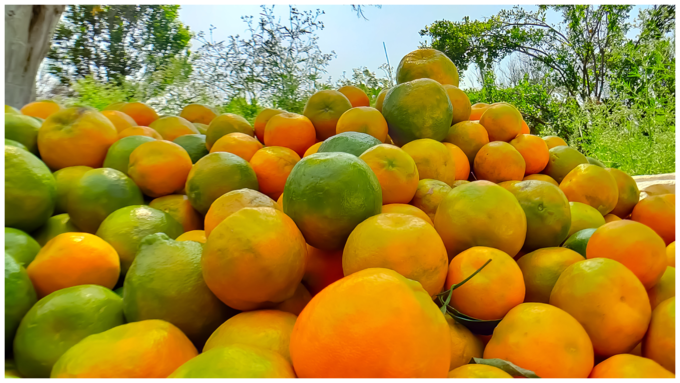 ಸಿಟ್ರಸ್ ಹಣ್ಣಿನ ಪ್ಯಾಕ್