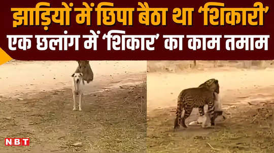 राजस्थान: लेपर्ड राणा ने महज 5 सेकंड में किया कुत्ते का शिकार, देखकर आपके भी रौंगटे खड़े हो जाएंगे