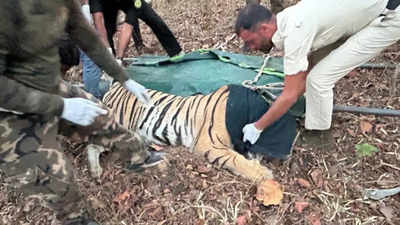 Bandhavgarh Tiger Reserve: बांधवगढ़ की बाघिन को भेजा गया वन विहार भोपाल, जंगल में शिकार करना भूली