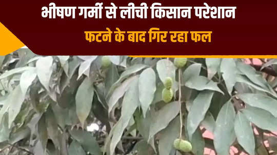 litchi farmers troubled by scorching heat in muzaffarpur fruit bursting and falling on the ground