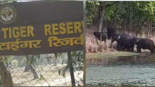 Umaria News: बांधवगढ़ टाइगर रिजर्व में जंगली हाथियों की घुसपैठ रोकने के लिए नया प्रयोग, जानें क्या है ईपीटी