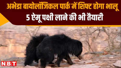 जयपुर से कोटा अभेडा बायोलॉजिकल पार्क में शिफ्ट किया जाएगा नर भालू
