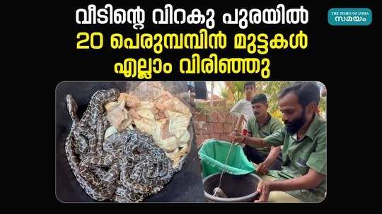 20 python eggs were hatched under artificial heat in kannur