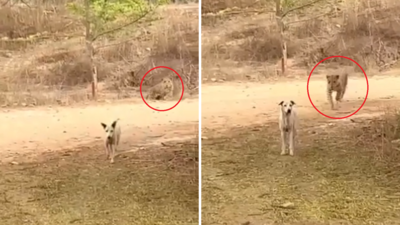 Jungle Safari Video: जंगल में टहल रहा था कुत्ता, पीछे से दबे पांव आया तेंदुआ और गर्दन से पकड़कर ले गया, चौंकाने वाला वीडियो वायरल