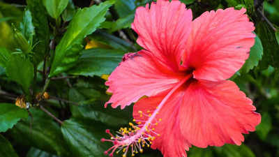 Hibiscus Flower Vastu Tips: আর্থিক সংকট মেটাতে যথেষ্ট মাত্র একটা জবা ফুল, এই ৫ টোটকা বদলে দেবে জীবন
