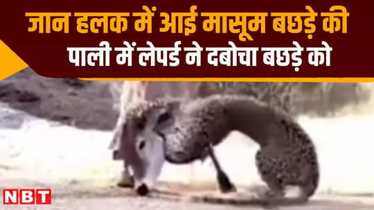 leopard caught the calf in pali rajasthan but could not kill it