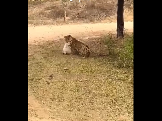 ​कशी झाली कुत्र्याची शिकार? 