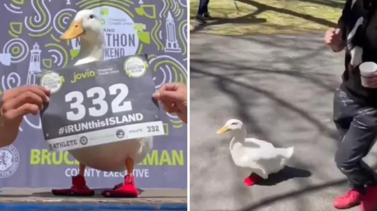 Duck cute video: न्यूयॉर्क में मैराथन दौड़ी बत्तख ने जीता मेडल, देखें लाल जूतों में भागती बत्तख का मजेदार वीडियो