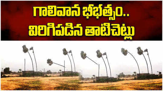 palm trees were broken due to strong winds during heavy rains in jagtial video goes viral