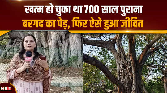 nbt ground report 700 year old banyan tree had died then came alive like this