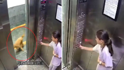नोएडा की सोसायटी में लिफ्ट से जा रही बच्ची को कुत्ते ने काटा, वायरल वीडियो देखकर यूजर्स में तगड़ी बहस हो गई