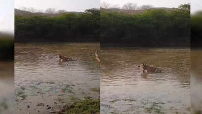 Tiger Hiran Ka Video: रणथंभौर में टाइगर ने पानी में घुसकर मारा हिरण, ताकत ऐसी कि शिकार दोबारा खड़ा ही नहीं हो सका