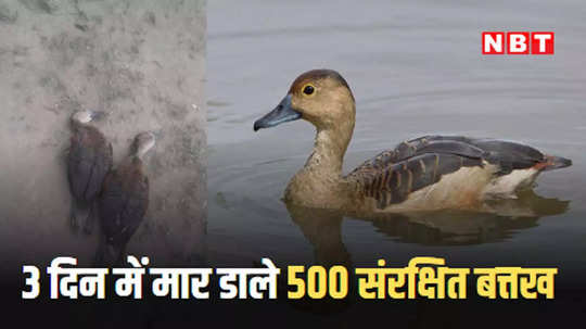 शाहजहांपुर में 3 दिन में मार डालीं 500 जल मुर्गाबियां, संरक्षित बत्तख की सुरक्षा में नाकाम है वन विभाग!