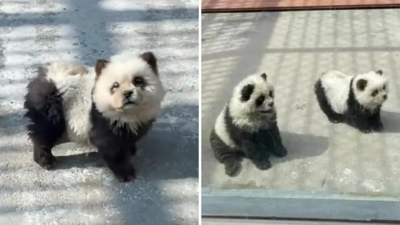 Fake Panda Ka Video: पांडा नहीं थे तो चिड़ियाघर ने किया भयंकर जुगाड़, कुत्तों को काला-सफेद पेंट कर बनाया क्यूट पांडा