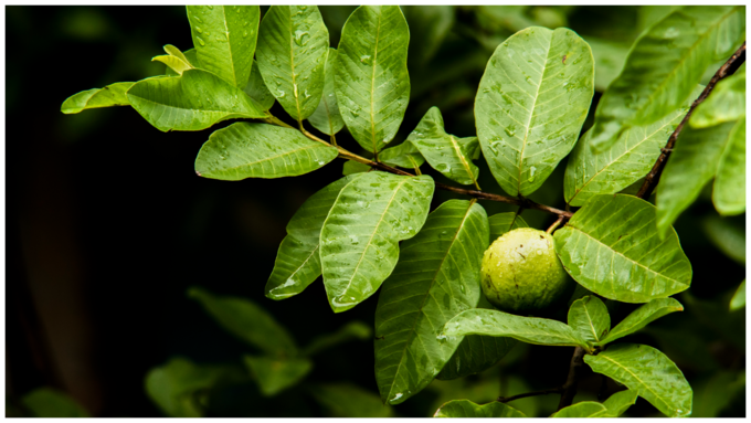 ಅಟೊಪಿಕ್ ಡರ್ಮಟೈಟಿಸ್ ಚಿಕಿತ್ಸೆಗೆ