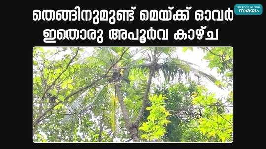 rare variety of coconut in kannur