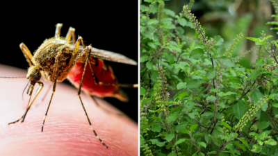 मच्छरों ने खून चूस-चूस कर दिया जीना मुश्किल, तो इन पौधों की मदद से पाएं Mosquitoes से पूरा छुटकारा