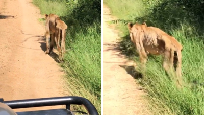 Old Age Lion Video: अचानक झाड़ियों के बीच से निकला शेर, डरने की बजाय लोगों को उसकी हालत देखकर दया आ गई
