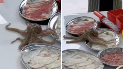 Octopus Ka Video: डाइनिंग टेबल से जान बचाकर भागते ऑक्टोपस का वीडियो वायरल, लोगों ने कहा- कुछ तो रहम करो