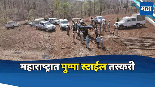 महाराष्ट्रात पुष्पा पॅटर्न; सागवानी लाकूड जमिनीत पुरले, पोलिसांना कुणकुण, धाड टाकताच मोठी तस्करी उघड