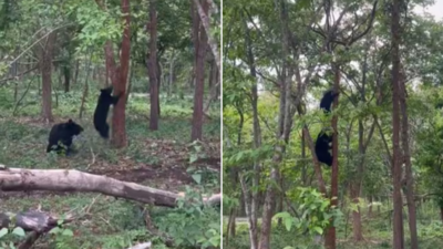 भालू से बचने के लिए पेड़ पर चढ़ना चाहिए? IFS अधिकारी ने हिमालयन भालू का वीडियो शेयर कर दूर किया बचपन का भ्रम