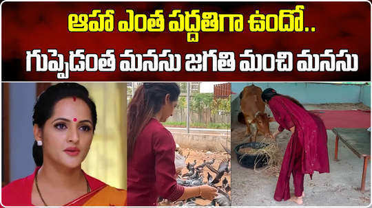 guppedantha manasu jagathi cow feeding video