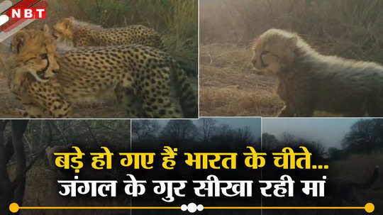 Cheetah Maa: इतने बड़े हो गए भारत के अपने चीते... मां आशा कूनो के जंगल में कर रही ट्रेंड, मदर्स डे से पहले आया प्यारा वीडियो